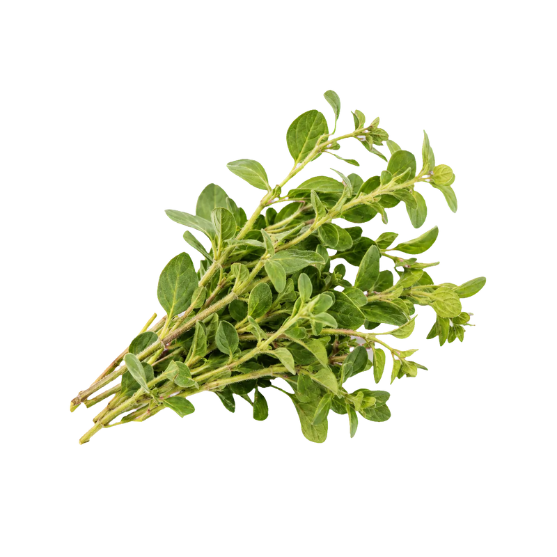 Oregano